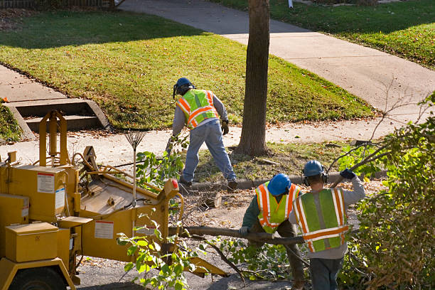 Best Arborist Consultation Services  in Suitland, MD